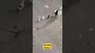 Chicken family