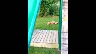 Fox in Backyard