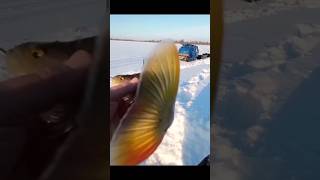 полное видео на канале #рыбалкавсибири #окуньнаблесну #окунь #щука #pike #perch