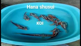 Ikan Koi Hana Shusui Ring Rapi