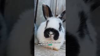 ¿Los conejos comen su caca?💩😳Curiosidades sobre conejos 🐇🐰