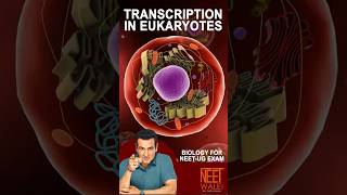 TRANSCRIPTION in EUKARYOTES | Molecular Basis of Inheritance | Biology for NEET EXAM #neet #science