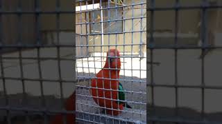 Самое милое, что сегодня увидите❤️ #shorts #funny #parrot #birds #memes #love #жако #music #попугай