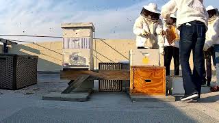 Livestream Event — Installation of New Colony / ProAssurance Rooftop Bees