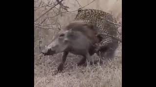 Jaguar hunting wild boar