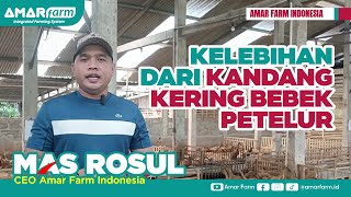 Kelebihan Dari Kandang Kering Bebek Petelur | Mohammad Rosul ( CEO Amar Farm Indonesia)