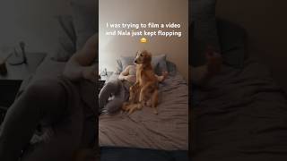 My dog’s adorable bedtime routine 🥹