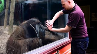 The Orangutan want to see the magic trick ❤️ Funniest Animal Videos