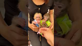 Two baby monkey 🐒🐵| #monkey #funny #animals #funnyanimals #shorts #trending #cats #cat #pet #pets