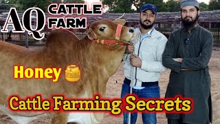 Cattle Farming Tips With Muzammil Bhai❤ | My First visit at AQ cattle farm @CattleMarketKarachi