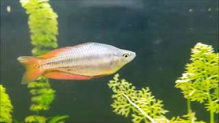 The Kimberley Bell Creek Rainbow from wild to to farm