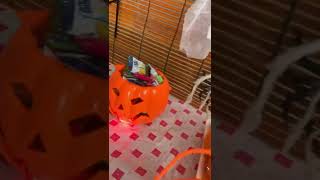 Đèn quả bí Halloween