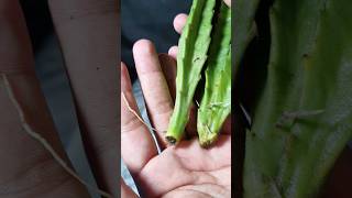 Stepila Propagation Magic: Watch the Incredible Cutting Method Unfold!