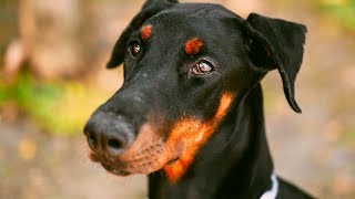 The Doberman Pinscher: A History of War Service