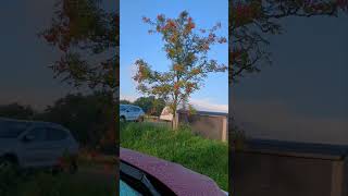 relaxing lofi #lofi #relaxing #music #nature #loop #shorts #viral #fyp #birds #sunrise #ai #bandlab