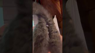 Ticks on cats Bunghole