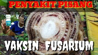 PETANI MADURA || Vaksin Pisang || PENYAKIT FUSARIUM