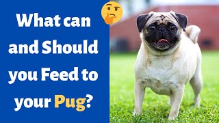 What Pugs Can and Can’t Eat? | Guide to Pug Diet and Food Habits |