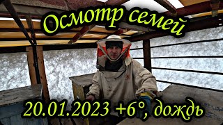 Осмотр семей 20 января, на улице +6С° -  дождь.