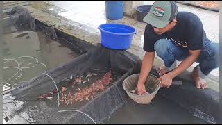 MENAMBAH  IKAN  DI  KOLAM  DARI  TEMPAT  PELELANGAN