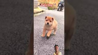 Superr baby dog on road 🤩 #shorts #babydog #dog #animals