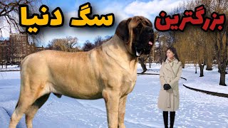 آیا غول پیکرترین سگ دنیا رو میشناسی؟|شگفت انگیز ترین و غول پیکر ترین سگ جهان🐕