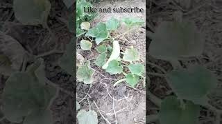 #village #vegetables #villagelife #shortvideo #viral