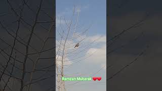 Bird 🐦🕊️ on tree 🌲🌲#birds #ytshorts #tree