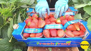 Fresh Fruit di Zuccarella Giuseppe Stoploop