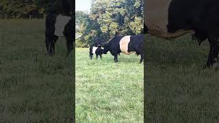 New calf on Belted Galloway Homestead