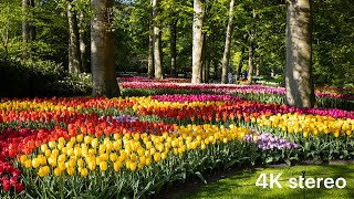 Walking in Europe – Monday Morning in Keukenhof (4K, Stereo Sounds)