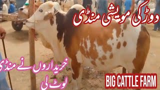 visit to dour Maweshi Mandi | cattle farm in daur... |#bakraeidspecial |Abbas nawab