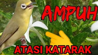 Penyebab Burung Katarak dan Terapi Penyembuhannya