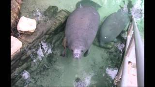 203 Manatees at Blue Springs FL State Park