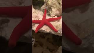 red starfish on the move