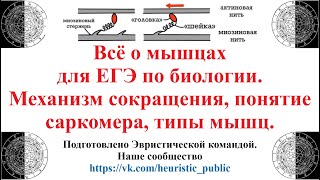 Всё о мышцах для ЕГЭ по биологии. Механизм сокращения, понятие саркомера, типы мышечной ткани.