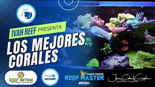 Aqui compra sus corales Juan Grajales de REEF 3.0