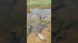 Unbelievable, Fish Catching Ninja Technique  🙄🔥🙏,#shorts ,#short ,#Viral ,#fish,#fishing