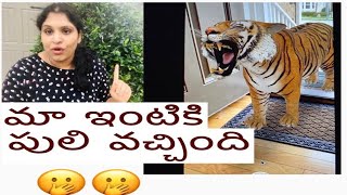 How to do Google 3D Animals come live at their own home|| Telugu Vlogs from USA