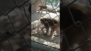 Two Monkey 🐒 In The Zoo Cage #wildlifeanimals #moazzamiftikhar