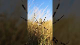 Yaban arısı örümceği - Argiope Bruennichi