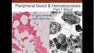 10. Medical School Histology. Peripheral Blood & Hematopoiesis - Part 1 (Blood)