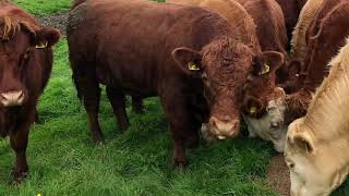 A year farming in the Lake District