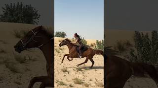 Desert ride in Dubai #horseridding #equestrian #horselover #arabichorse #horserider