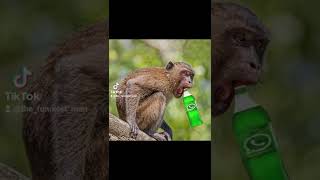 Your drink your monkey