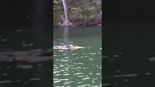 5 Real footage of Loch ness Monster sighting #alien #mythicalcreature #giantmonsters #monsters