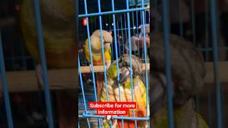 Subscribe for more Cute Bird's #trending