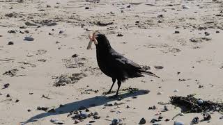 Crow With Crusts In His Beak 4 - Ryde Beach - April 2021 - Isle Of Wight | kittkoko's junkyard #ryde