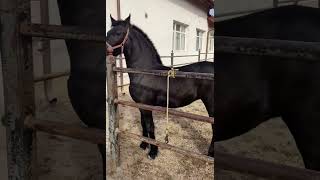 #horse #foryou #viral #suscribe