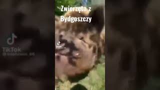 Zwierzęta z Bydgoszczy